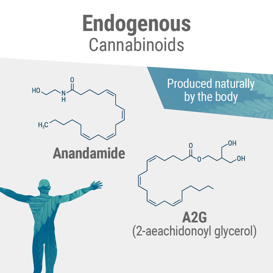 major cannabinoids information