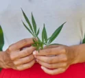 Cannabis Leaf major cannabinoids