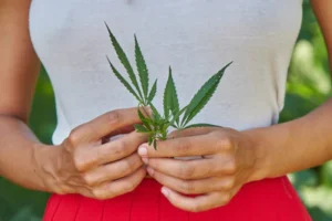Cannabis Leaf major cannabinoids