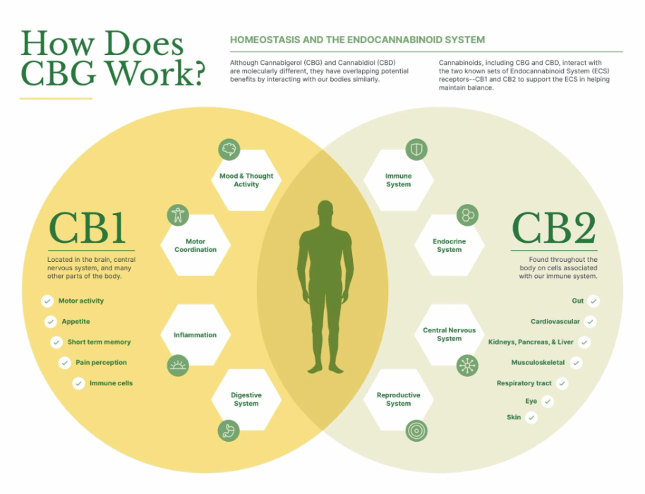 How CBG Interacts With Your Body Chart