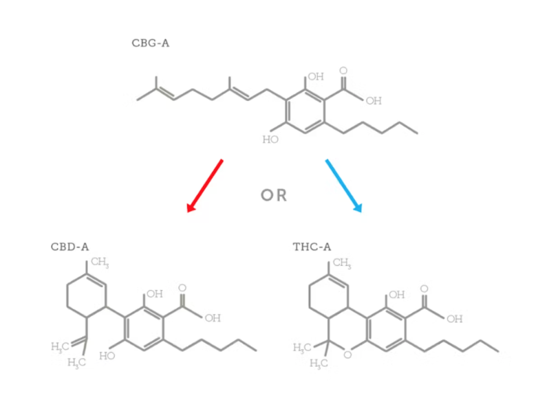 CBGa converting to CBDa & THCa Chart