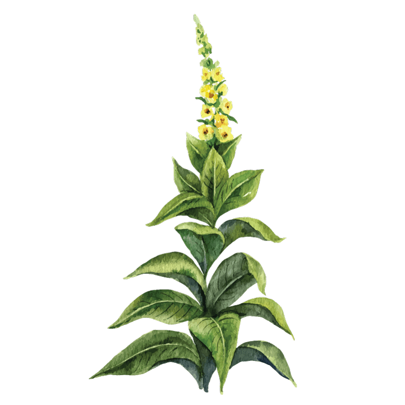 mullein plant as a smokable herb