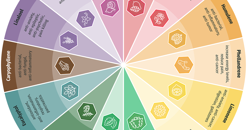 A color-coded terpene profile wheel detailing various terpenes like Limonene, Humulene, and Linalool, with their associated effects like anti-inflammatory and mood enhancement.