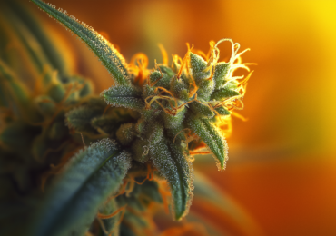 Cannabis Chemistry: Breaking Down Types of THC