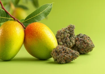 Exploring Myrcene for Pain and Inflammation Support