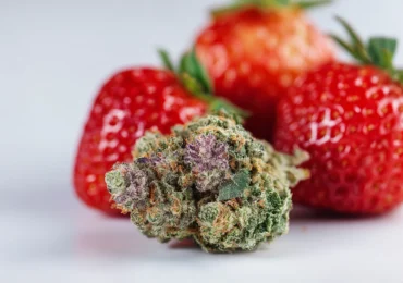 Strawberry Cough: Strain Effects, Terpenes, and Daytime Benefits