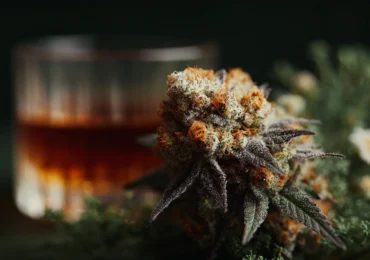 Does Cannabis Make People Drink Less? Evidence From Recent Studies