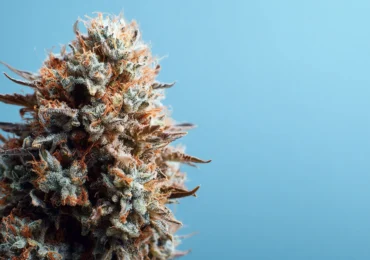 What THC Percentage Is Best for You? Understanding Flower Potency