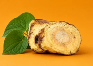 Noble vs Tudei Kava: Key Differences Explained