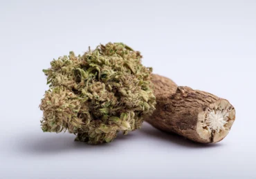 Kava vs CBD Explained: Fast Relief or Daily Balance