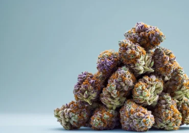 What THC Percentage Means and Why It Matters